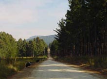 Forest road